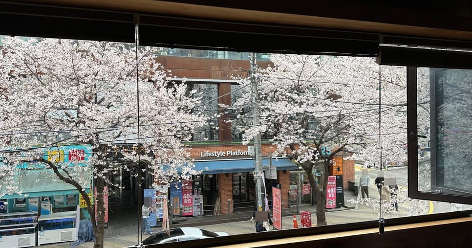 건물 안에서 찍은 거리의 모습. 길가의 여러 그루 벚나무들에 벚꽃이 피어 있다.