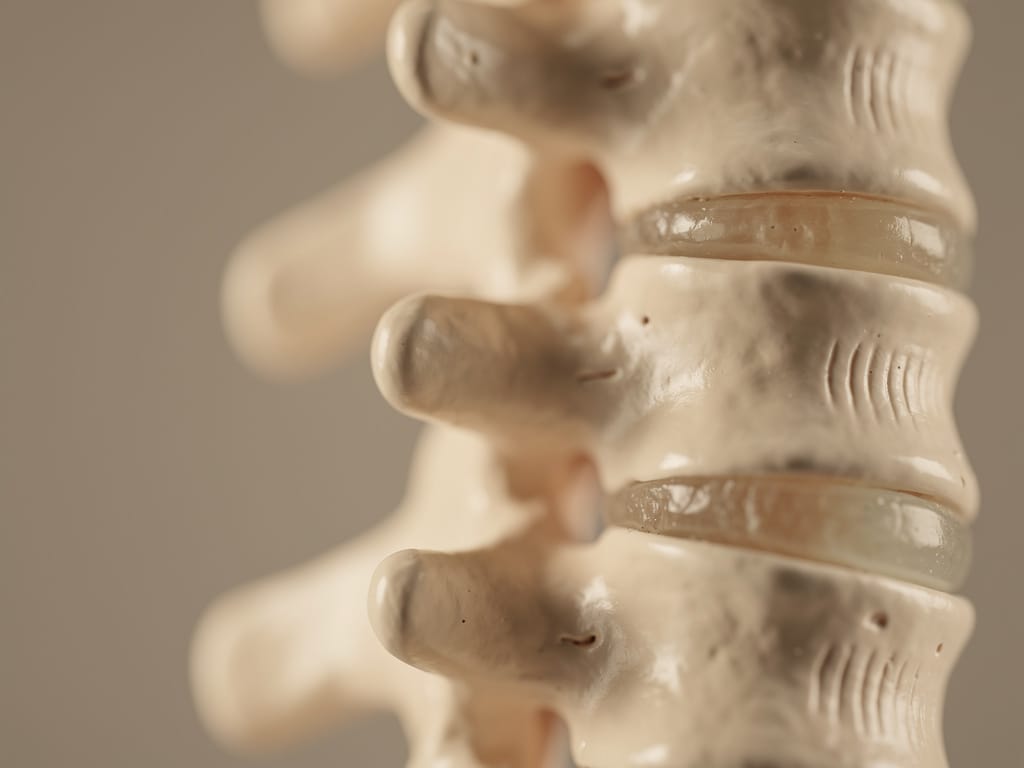 A close-up of a model of the human spine showing vertebrae