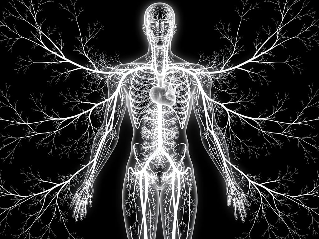 Abstract representation of the human lymphatic system