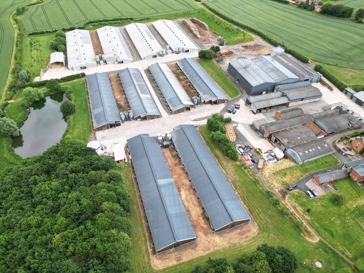 Chicken welfare pledge used as a licence for new factory farms
