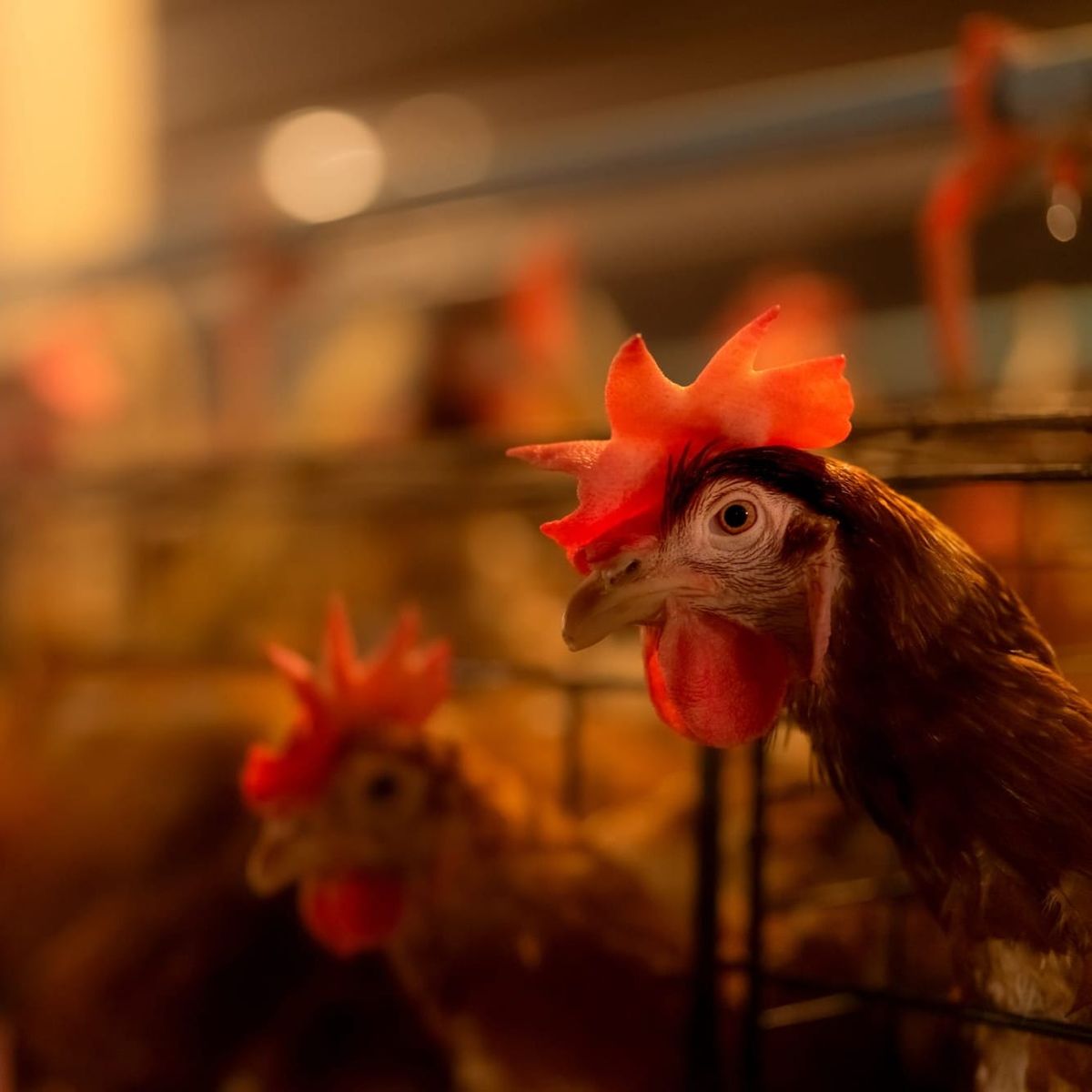 UK to relax planning rules for factory farms after industry lobbying