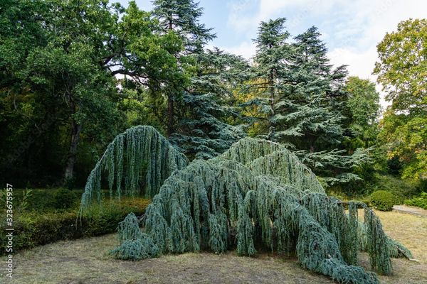 Phot of a weeping Atlas Cedar. 