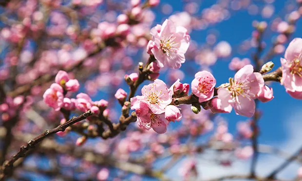 Peanut butters and Tokyo cherries: Hackney’s street trees are a balm for a city in crisis