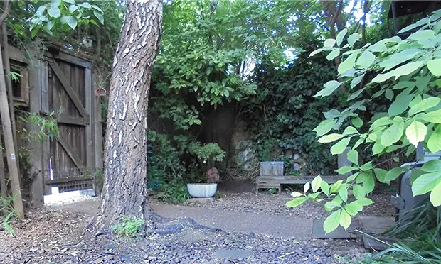 Town Hall spends thousands in seven-year quest to cut down and poison tenant’s trees