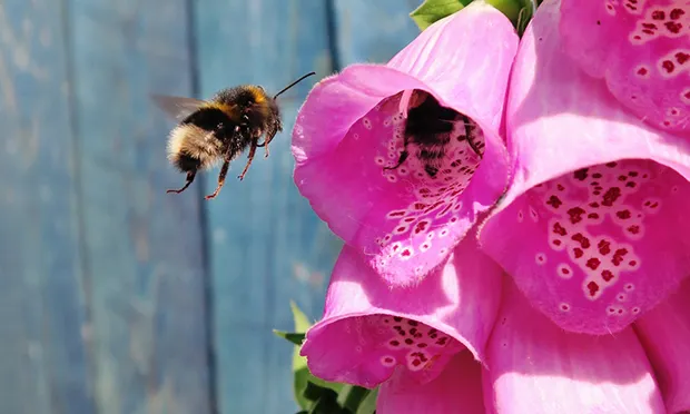 Bee with pink flower