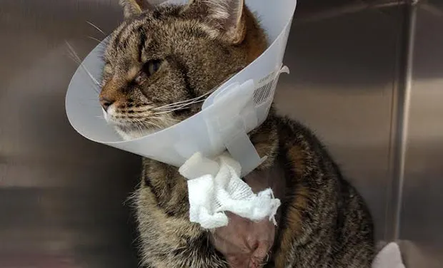 Ruby needed to have her leg amputated after being taken to an RSPCA animal hospital. Photograph: RSPCA