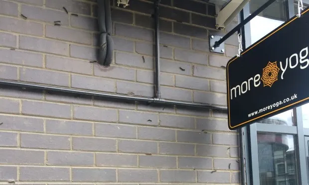 Toxic caterpillar outbreak on Dalston estate being ‘taken seriously’ amid concern from residents