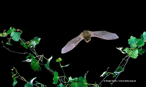 Common_Pipistrelle