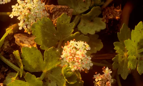 Creeping Marshwort approx 10 times lifesize. Photo:© Alistair Siddons