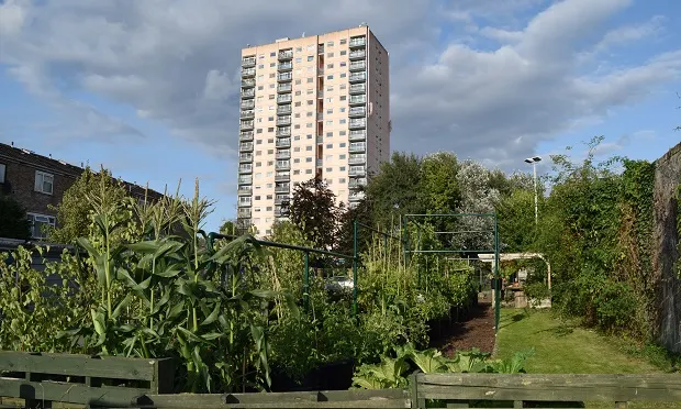 Ground force: ‘Under threat’ community gardens to launch joint manifesto