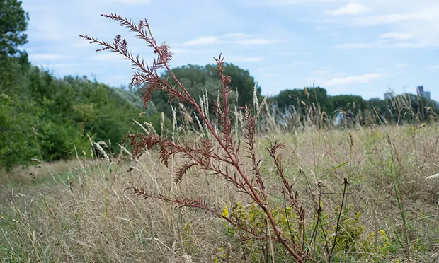 Council blames extreme weather for deaths of newly-planted trees on Hackney Marshes