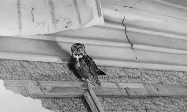 Detail from James Pyman's The Owl in Daylight (2013). Image: PEER Gallery