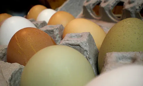 Good eggs