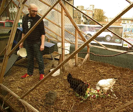 Farm Shop chickens