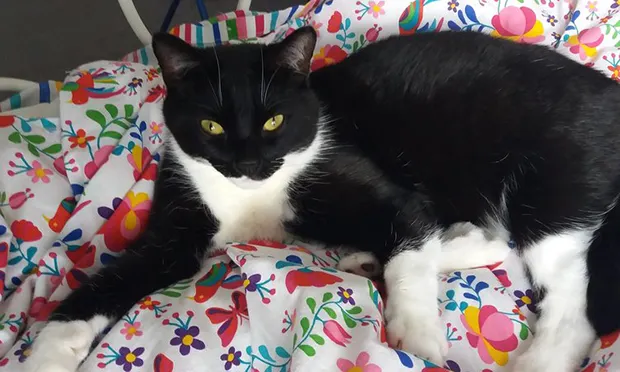 Public warning after two ‘deliberately killed’ cats found in Hackney