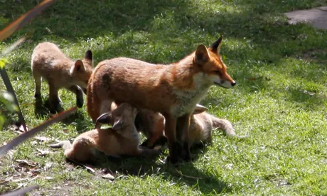 Spare a thought for fantastic Mr Fox