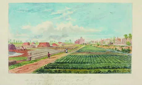 Market gardens: the ‘ugly sisters’ of horticultural history