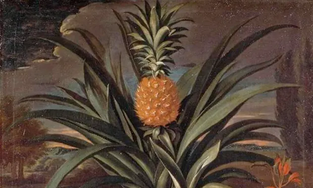 Going Ananas