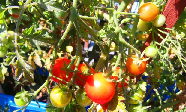 Tomatoes on the vine.