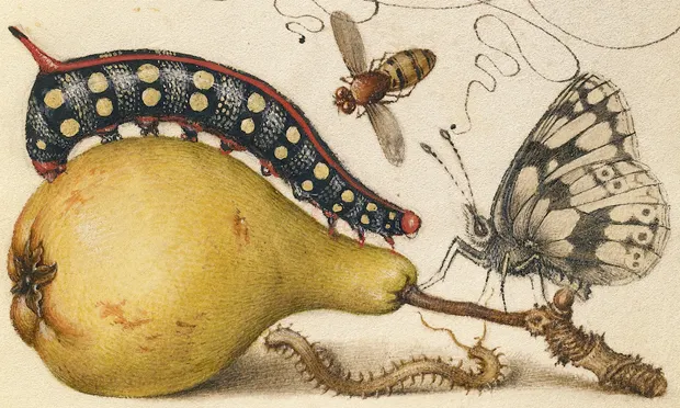 Joris Hoefnagel’s illumination of a caterpillar, from Mira calligraphiae monumenta (c. 1561)