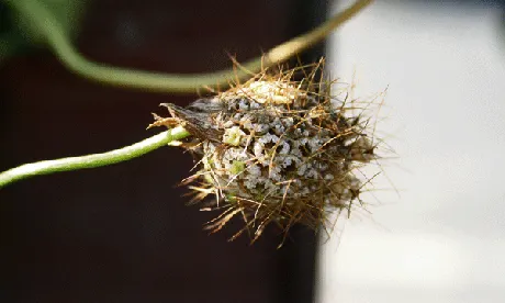 Gone to seed