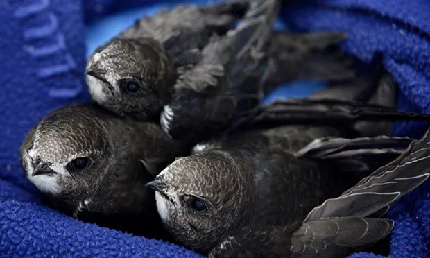 Swift action: New measures to ‘reverse decline’ of the species in Hackney