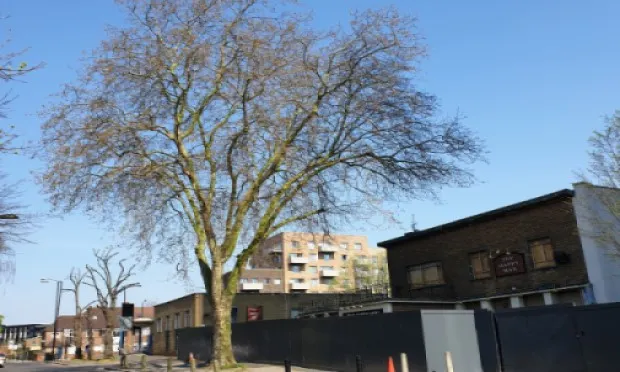 Happy Man Tree campaign slams injunction against peaceful protest as ‘shameful’
