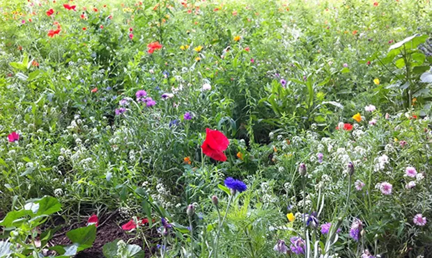 Town Hall introduces glyphosate ‘no-spray’ zone in Homerton