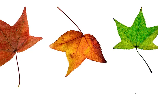 The Citizen Gardener:  ‘My friend’s dad used to say a garden is made in winter’