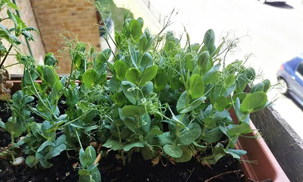 The Citizen Gardener: ‘Be radical and grow your own food’