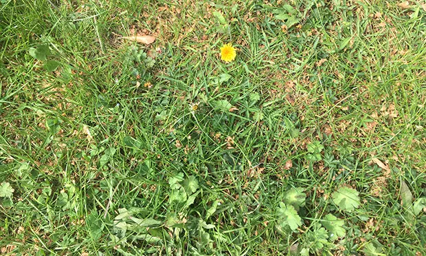 The Citizen Gardener: No Mow May