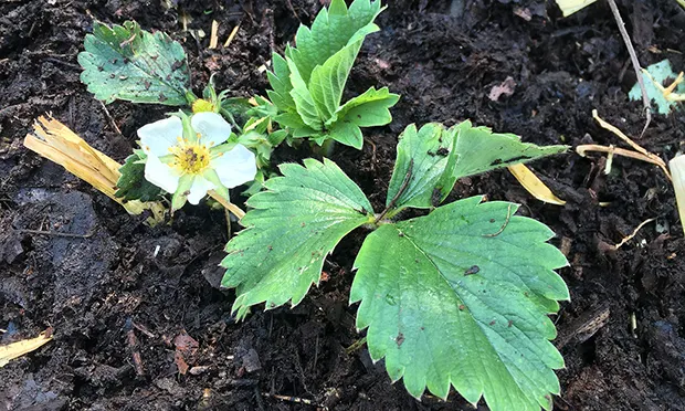 The Citizen Gardener: ‘We need to get used to weeds in the streets’