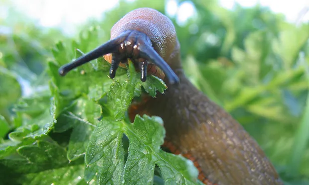 The Citizen Gardener: Summer slug fest
