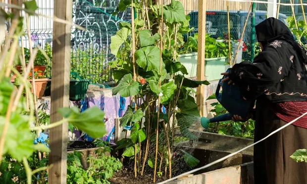 A resident waters her allotment. Photograph: Nomadic Community Gardens