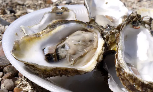 “A perfectly formed sophisticated animal”: oysters plucked from their watery home. Image: Malcolm Murdoch via Flickr