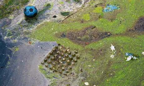 Sewage flowed into East London’s Olympic Park wetlands six times during early summer heatwave