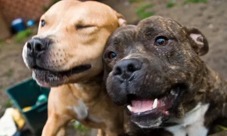 Staffie dogs Hackney