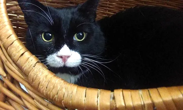 Saving Hackney’s strays