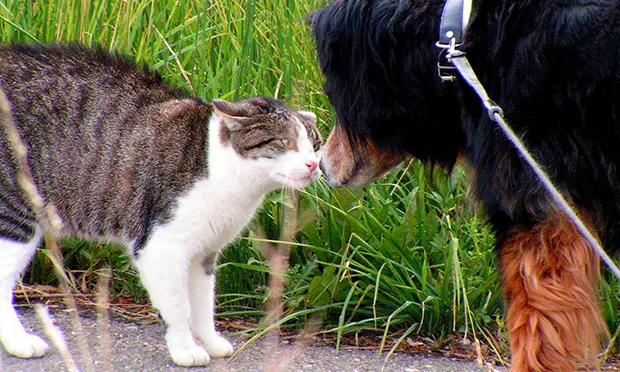 Pet hate: Stoke Newington animal rescue boss denies misusing donations