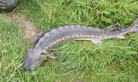 Sturgeon on eBay