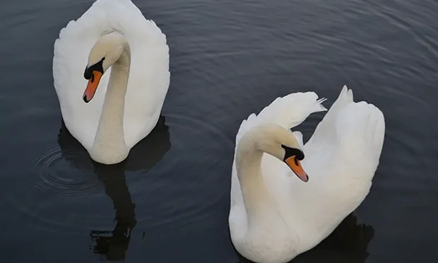 Swans in Clissold Park
