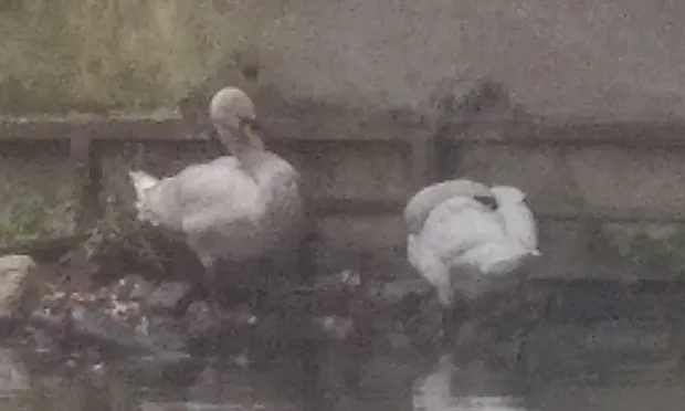 Swan couple remain apart after River Lea oil spill