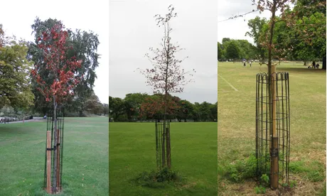 Green Flags fly but trees still die, warns leading local arborist
