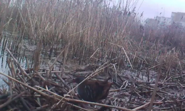 ‘Secretive’ Water Rail bird caught on camera in Woodberry Wetlands
