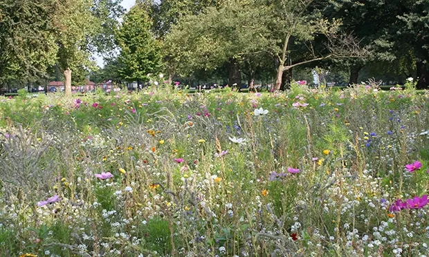 The Citizen Gardener: No Mow May