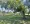 Victoria Park festival trees cut back despite no-pruning pledge