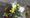 barry hunt flowers