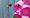 Bee with pink flower