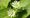 The Citizen Gardener: Foraging to help, not hinder