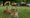 Deer found dead in Clissold Park